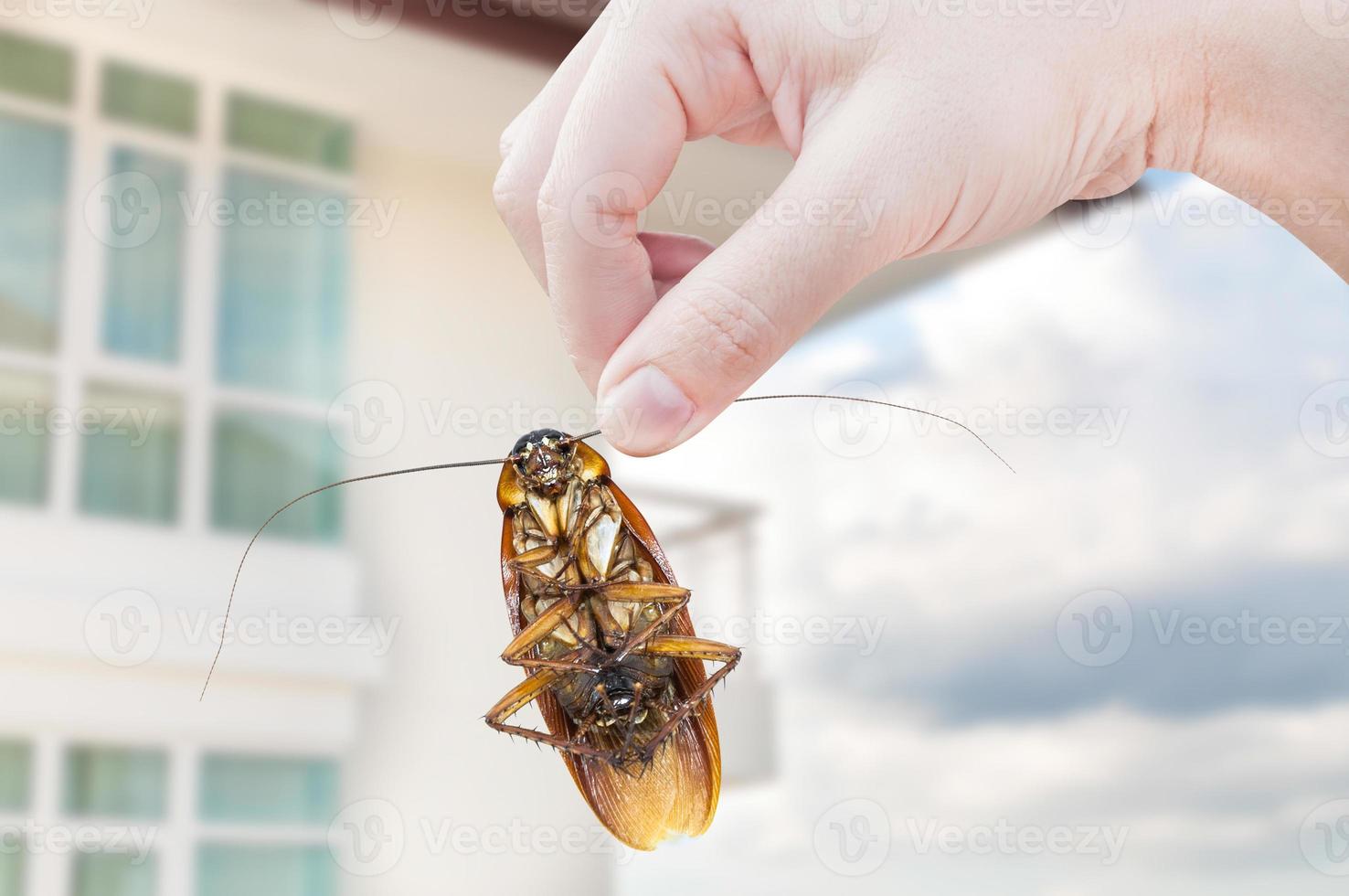 mujer mano participación cucaracha en Departamento fondo, eliminar cucaracha en Departamento foto