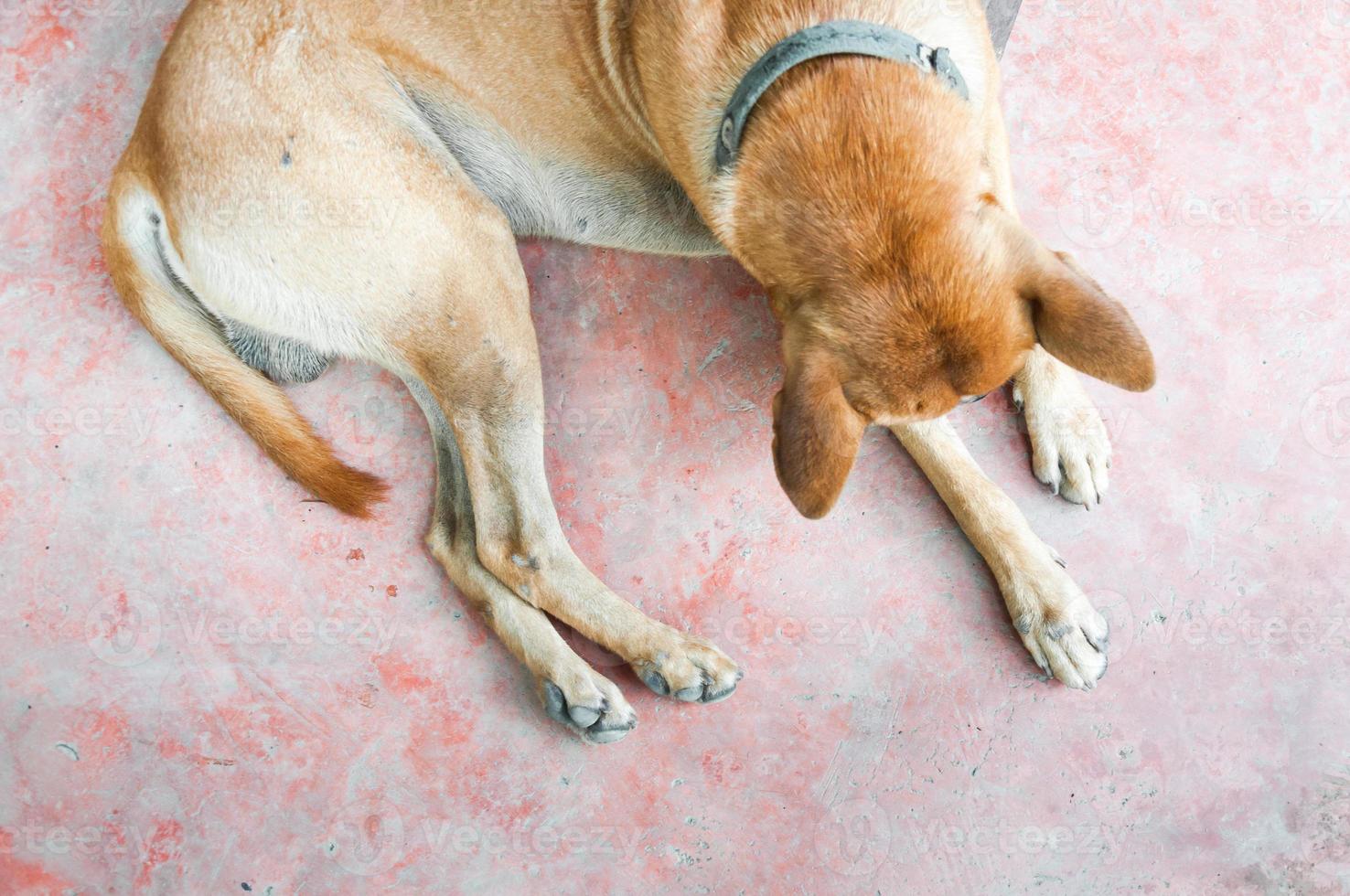 Thai dog Brown lonely lying on floor photo