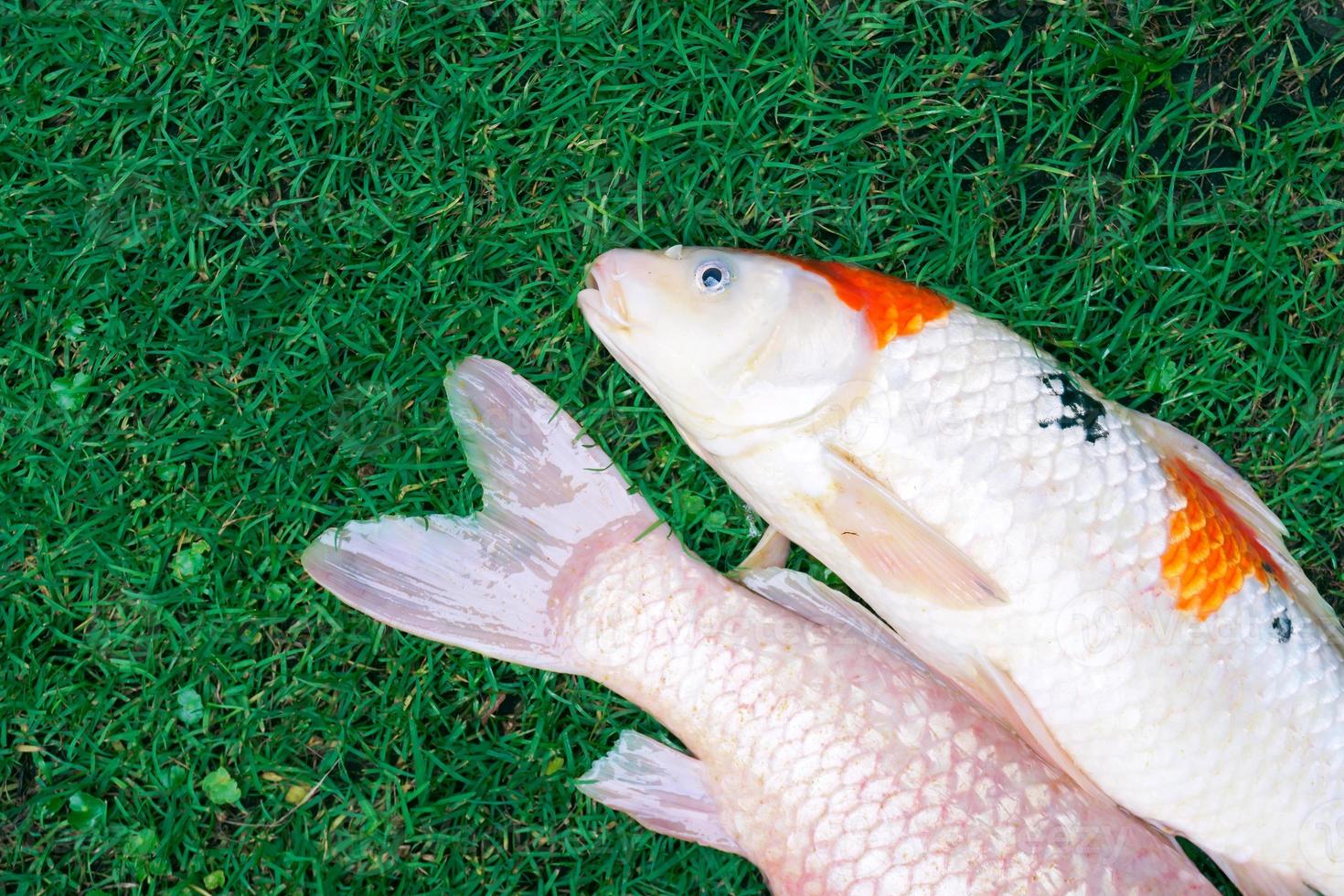 Dead fancy carp fishs or Koi carp fishs diseases infected on the green grass photo