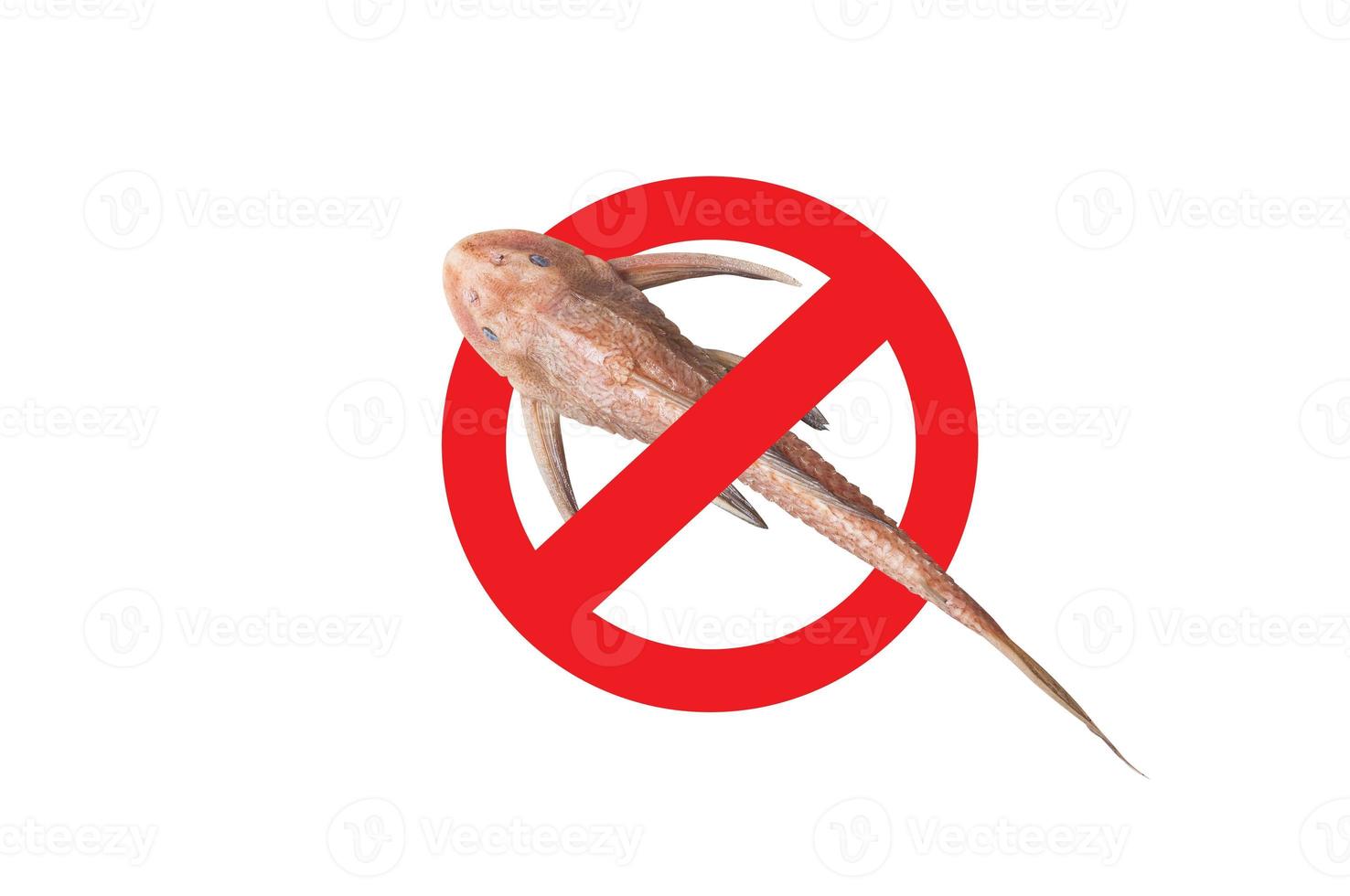 No More icon sucker fish,Sign and dead of sucker fish ,Pleco Catfish Hypostomus Plecostomus fish Pterygoplichthys isolated on white photo