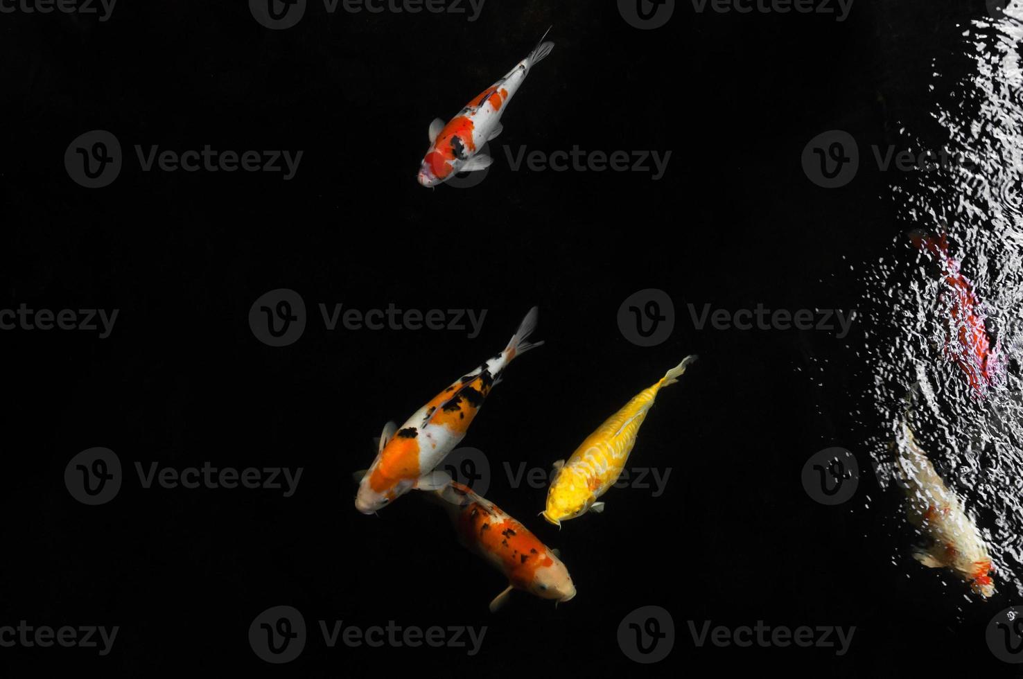 Koi swimming in a water garden,Colorful koi fish,Detail of colorful japanese carp fish swimming in pond photo