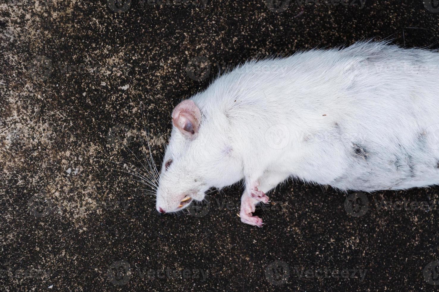 Dead white rats on floor,The dead rat on a street photo