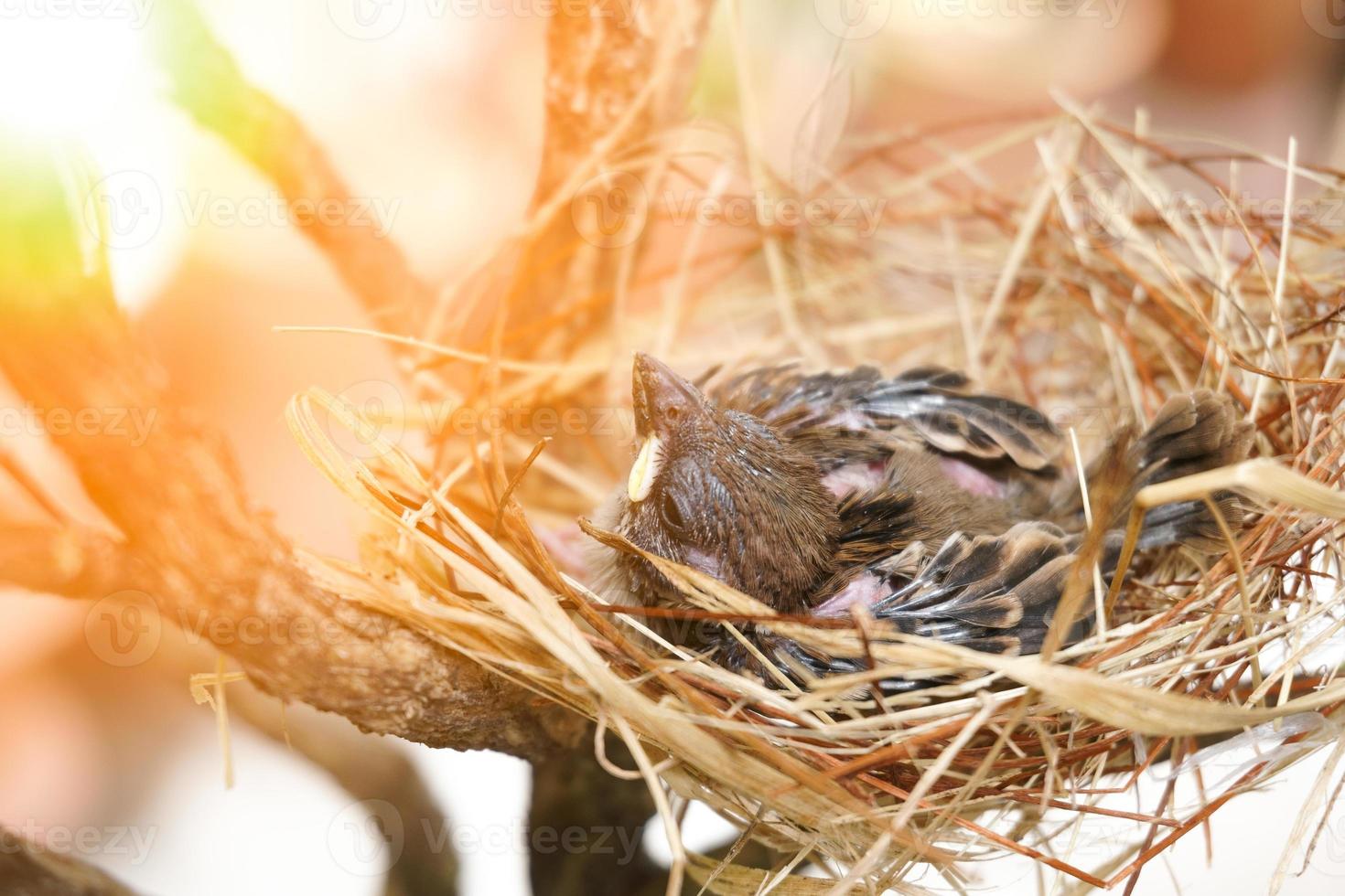 el pequeño pájaro en un nido el nido es hecho de seco césped y hilo. foto