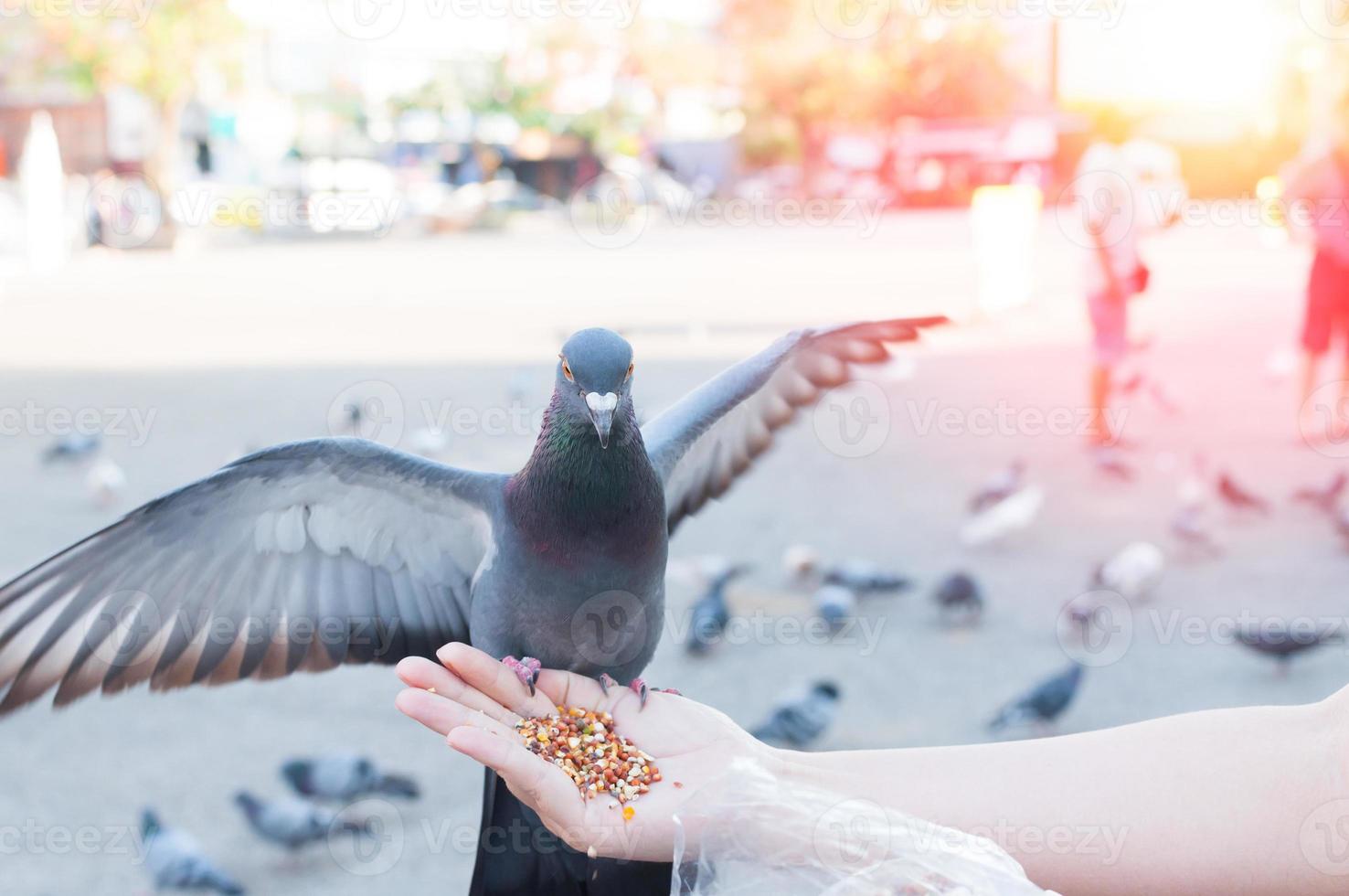 paloma comiendo de la mano de una mujer en el parque, alimentando palomas en el parque durante el día foto