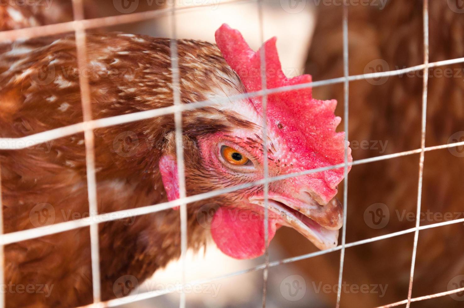 gallina madre pollo en una granja en la naturaleza foto