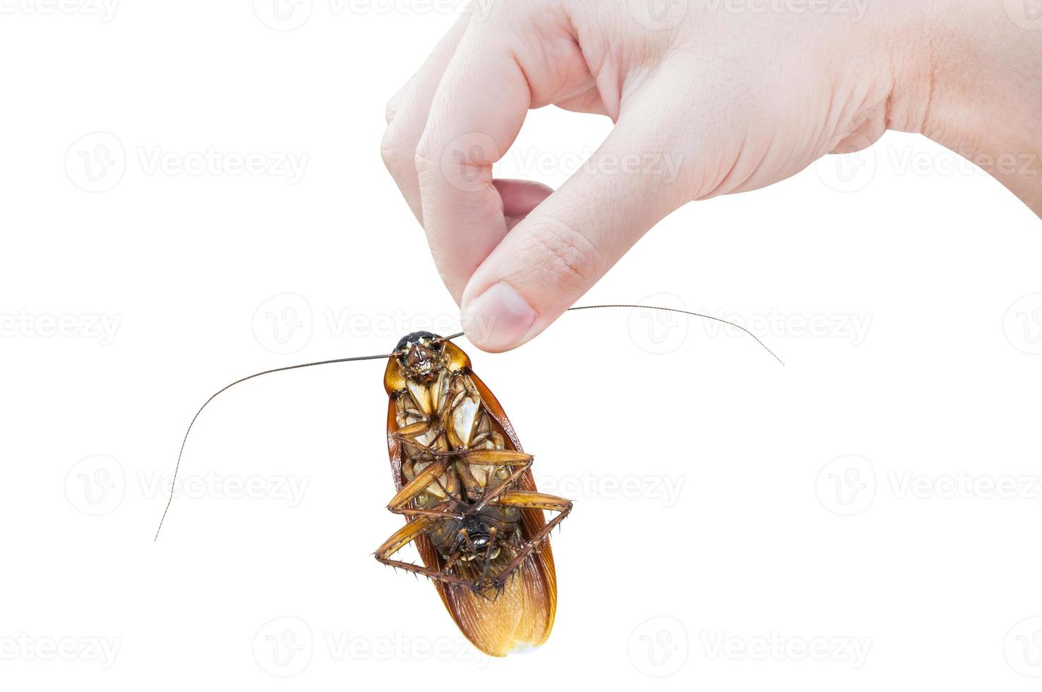 Hand holding brown cockroach over white background,Cockroaches isolate on white background,Cockroaches as carriers of disease photo