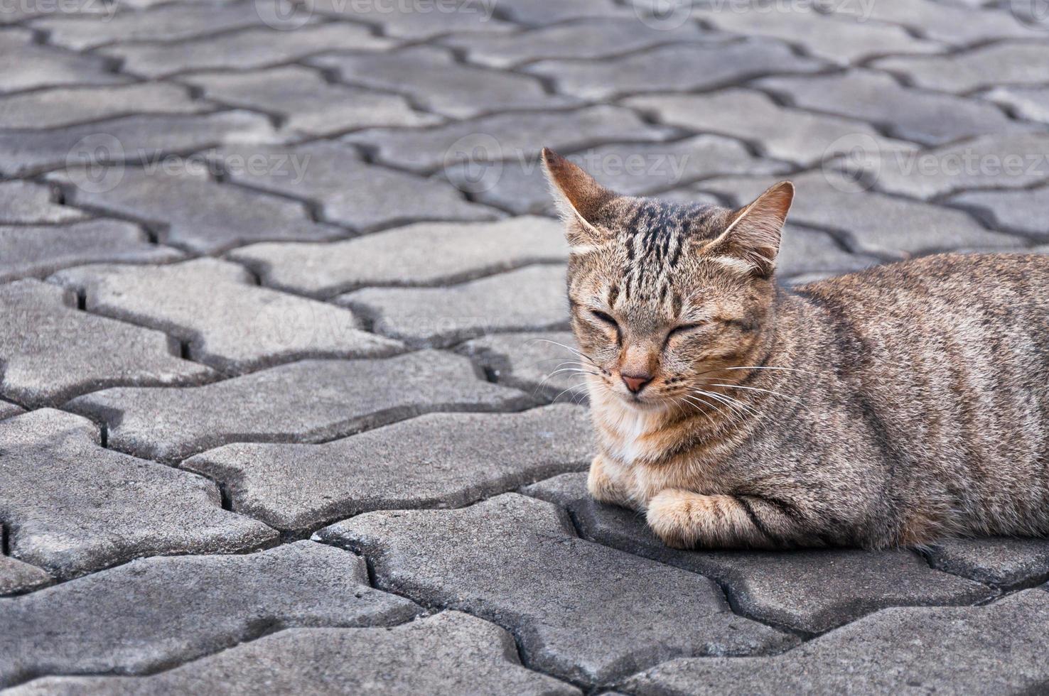 Sleepy tabby cat  on the floor ,brown Cute cat, cat lying, playful cat relaxing vacation, vertical format, selective focus photo