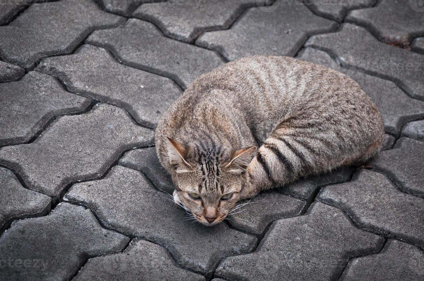 Sleepy tabby cat  on the floor ,brown Cute cat, cat lying, playful cat relaxing vacation, vertical format, selective focus photo