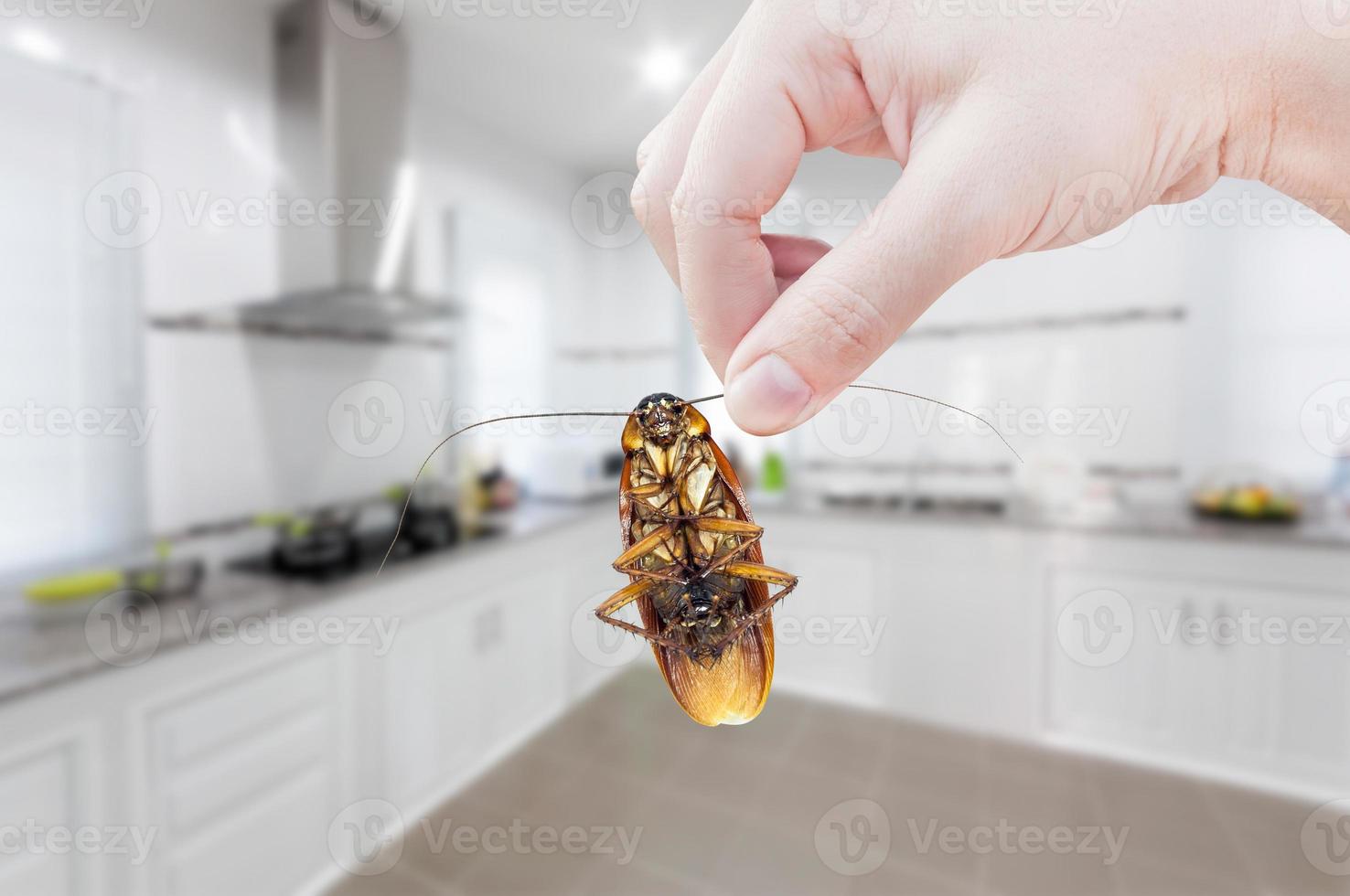Woman's Hand holding cockroach on kitchen background, eliminate cockroach in kitchen photo