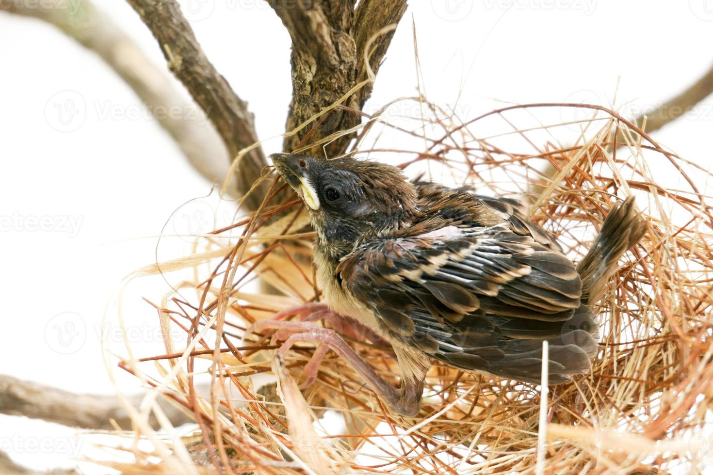 The little bird in a nest The nest is made of dry grass and yarn. photo