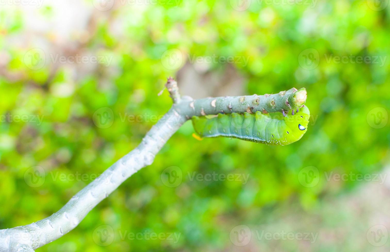 oruga gusano comiendo hojas naturaleza en el jardín foto