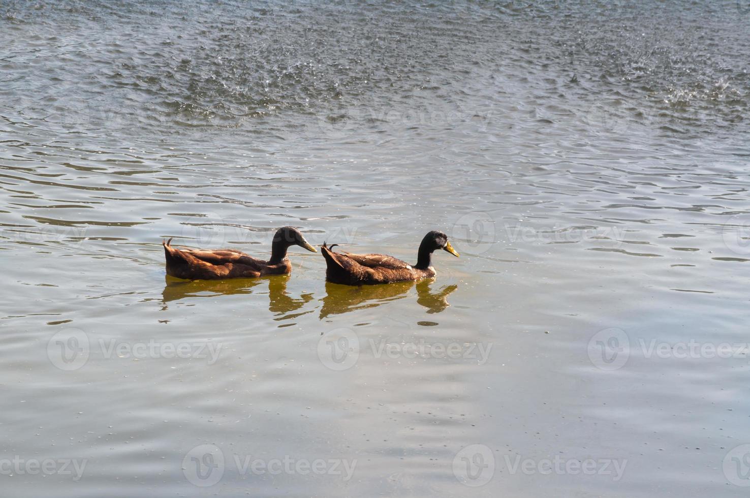 lago con patos en el agua, al norte de Tailandia foto
