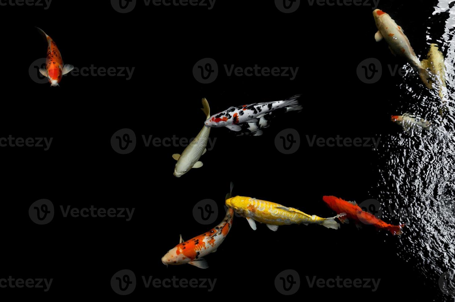 Koi swimming in a water garden,Colorful koi fish,Detail of colorful japanese carp fish swimming in pond photo