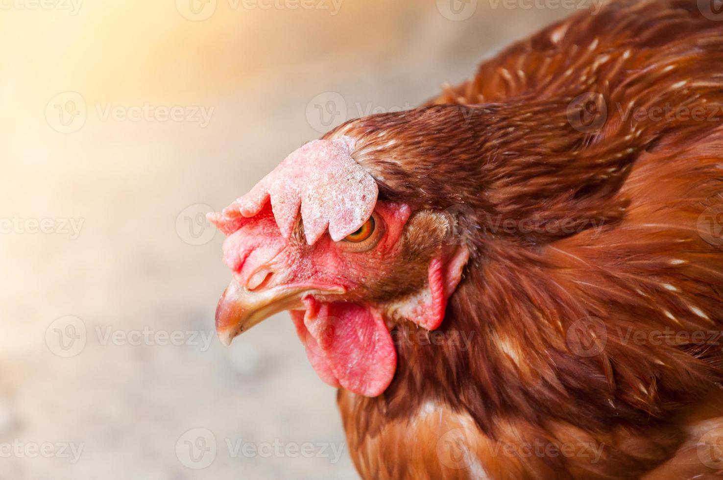 Mother Hen chicken on a farm in nature photo