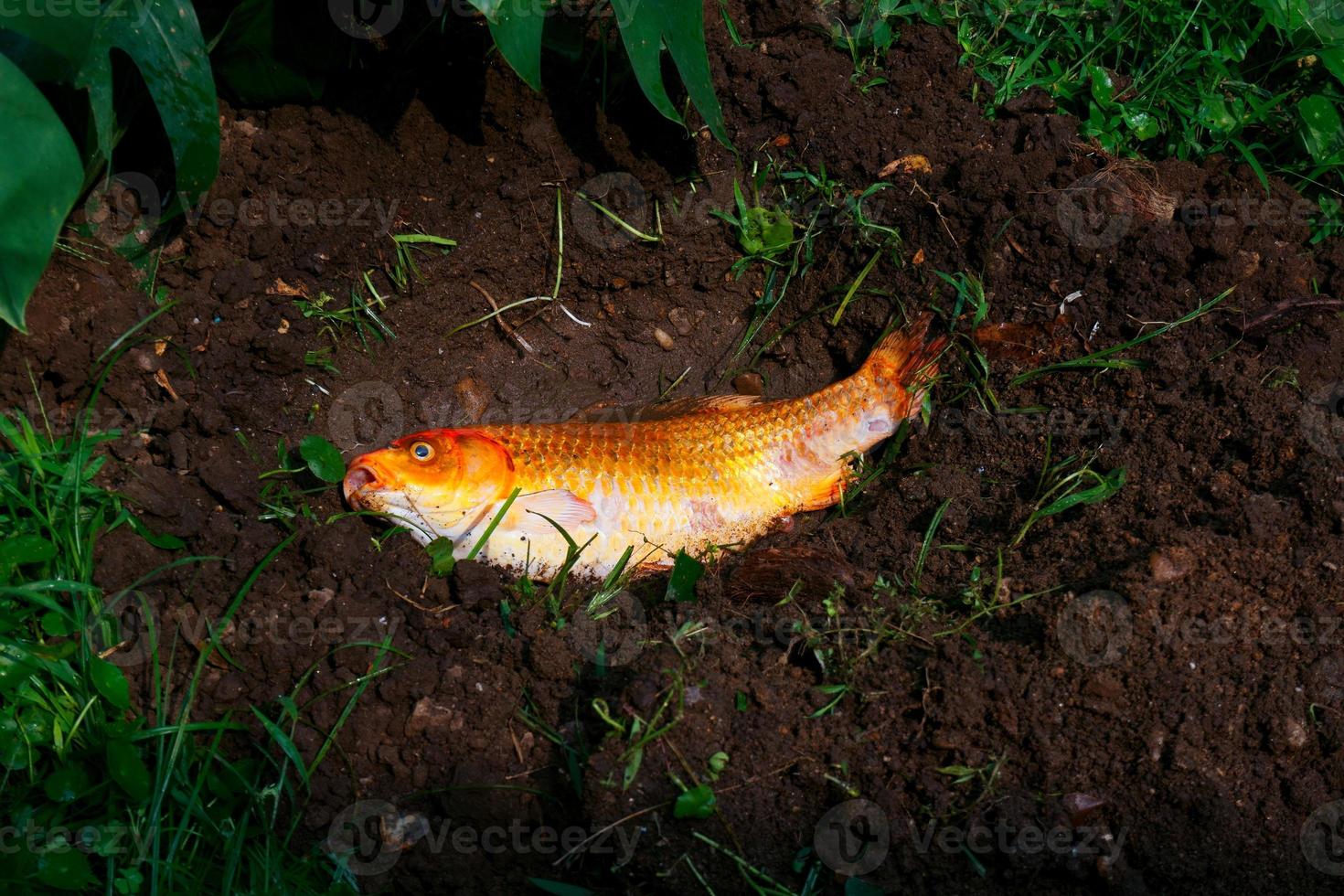 peces carpa de lujo muertos o enfermedades de los peces carpa koi infectados en el suelo de la fosa foto