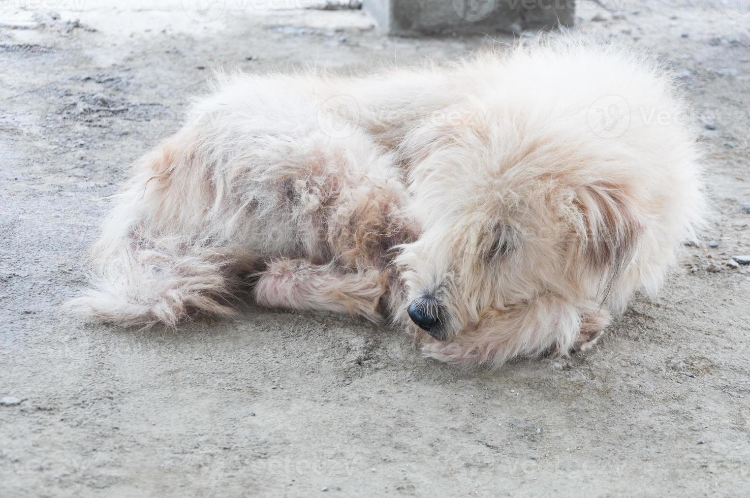 blanco caniche perro harapiento acostado en piso foto