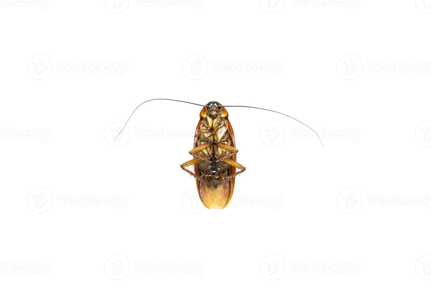 dead cockroach isolate on white background,Cockroaches as carriers of disease photo