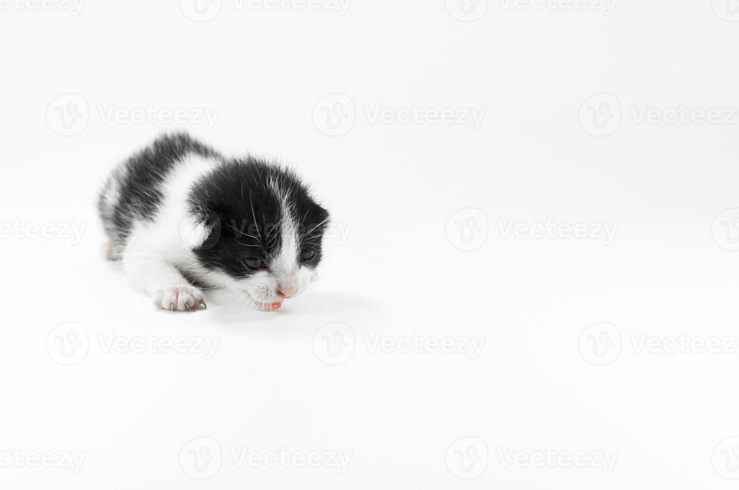 lindo pequeño gatito blanco y negro sobre un fondo blanco, primer día después del nacimiento foto