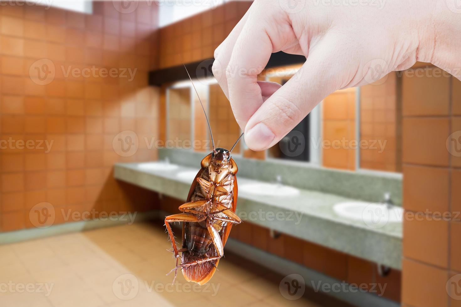 mano sosteniendo una cucaracha marrón en el fondo del inodoro, elimine la cucaracha en el inodoro, las cucarachas como portadoras de enfermedades foto