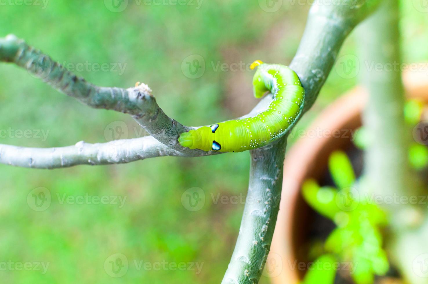Caterpillar worm eating leaves nature in the garden photo