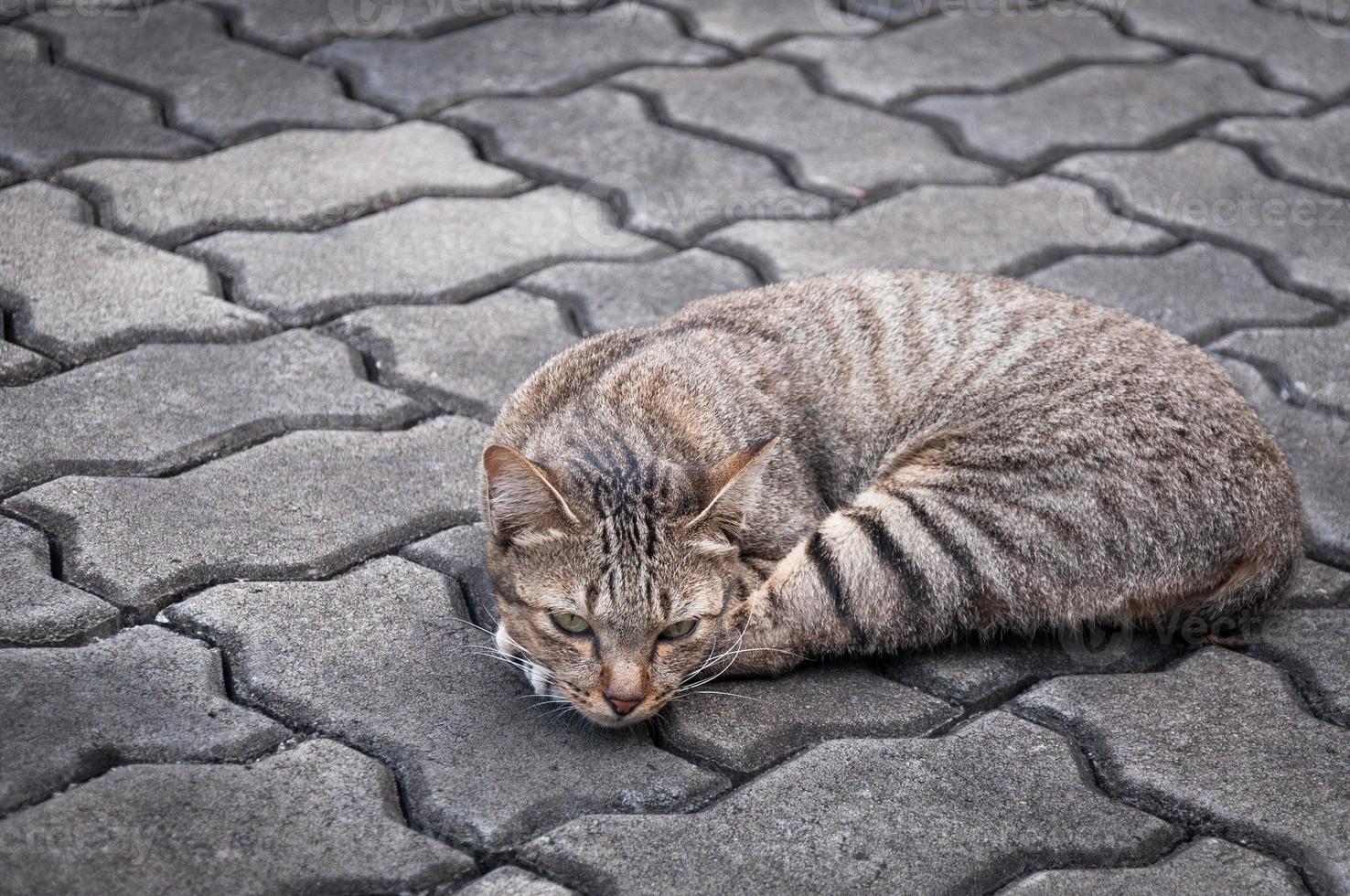 Sleepy tabby cat  on the floor ,brown Cute cat, cat lying, playful cat relaxing vacation, vertical format, selective focus photo