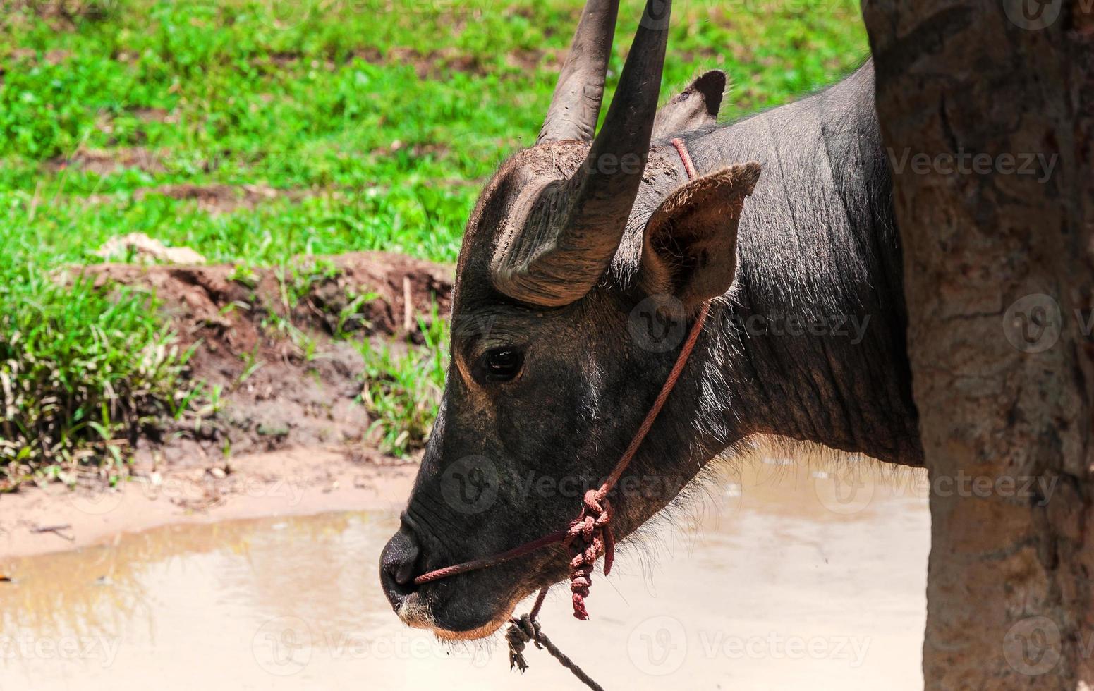 Buffalo in countryside in Northern Thailand photo