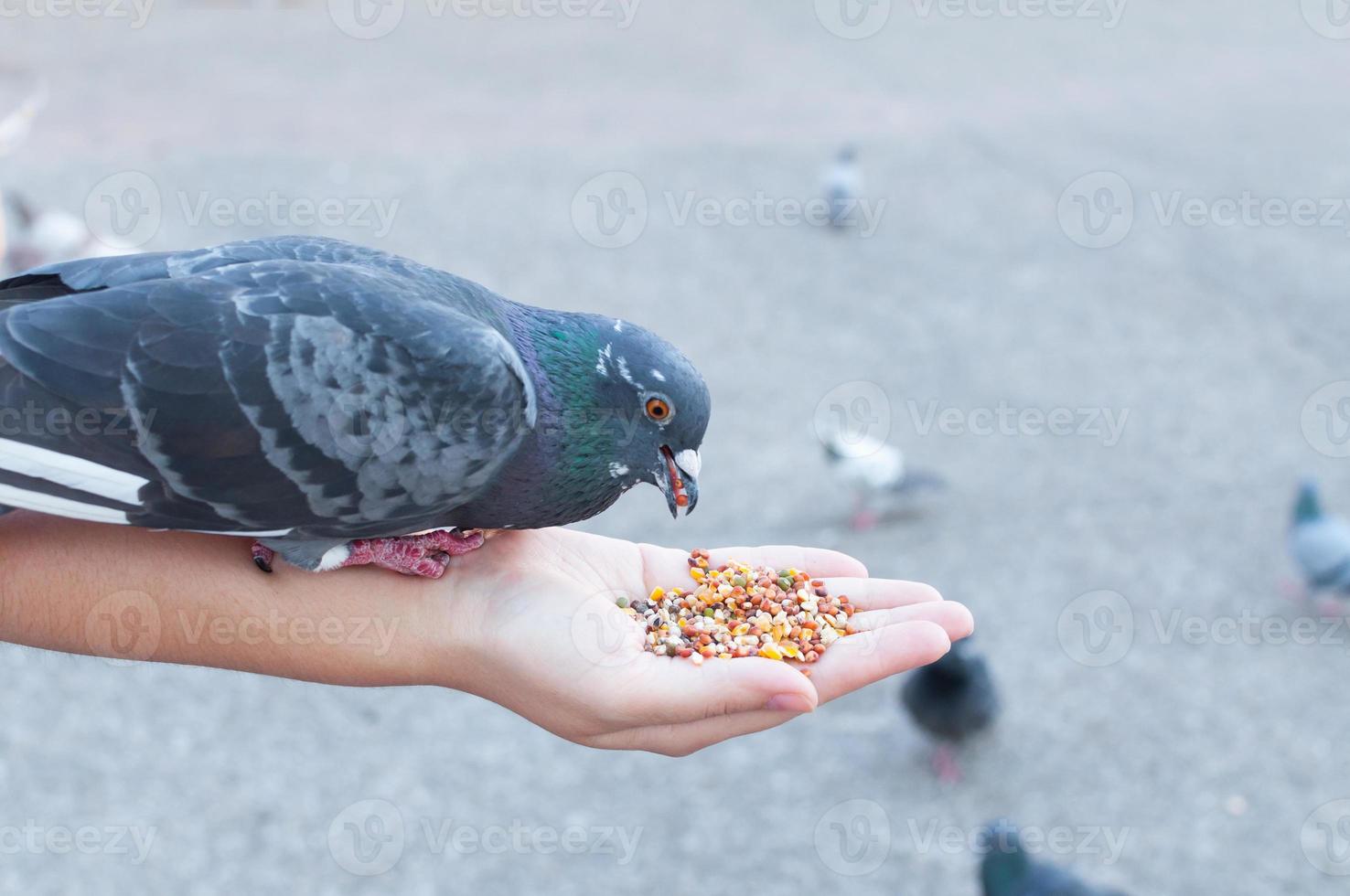 paloma comiendo de la mano de una mujer en el parque, alimentando palomas en el parque durante el día foto