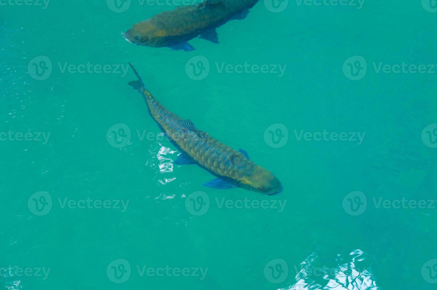 Fish swimming in clean water at national park photo