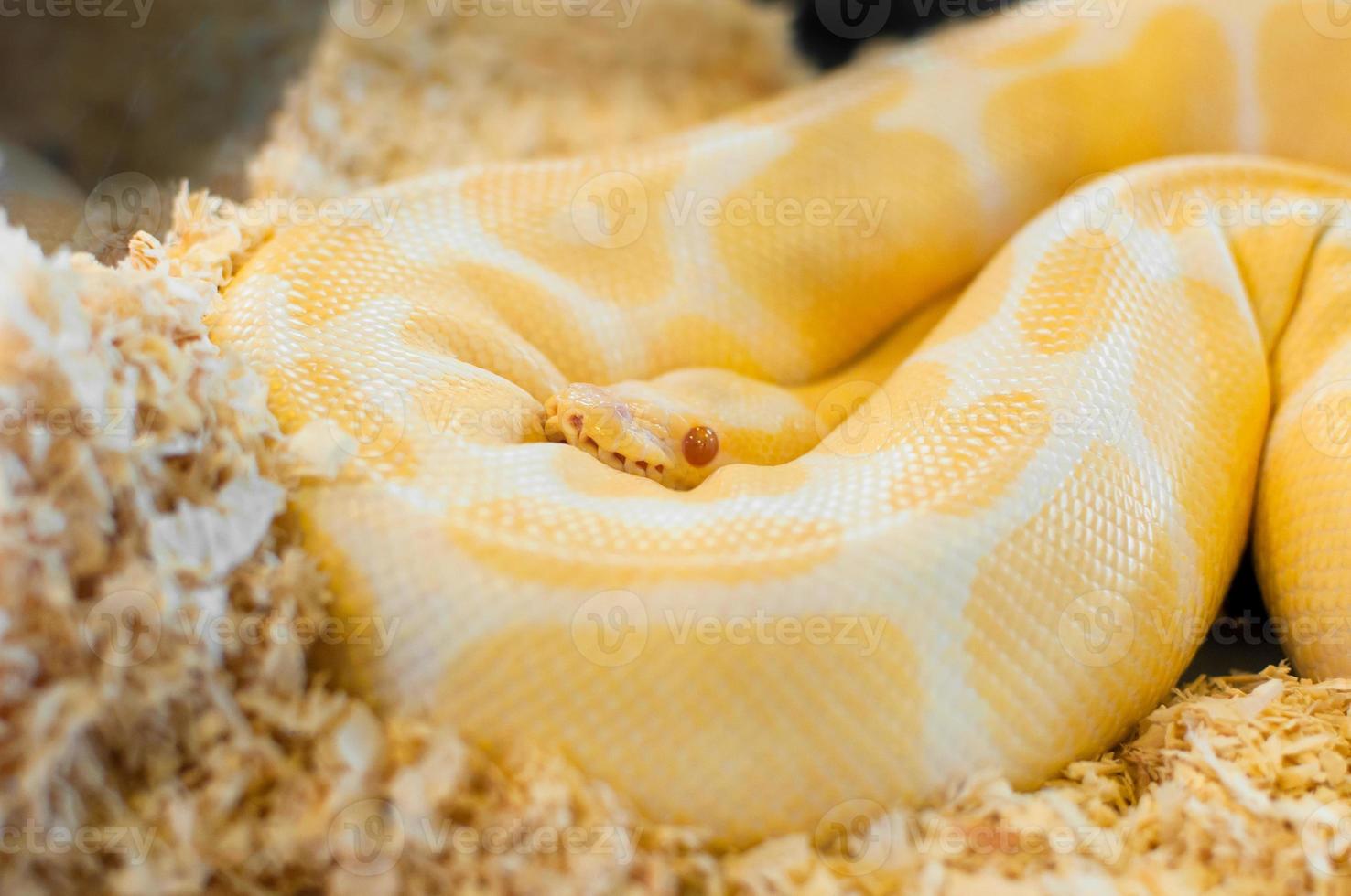 Golden yellow Python snake photo