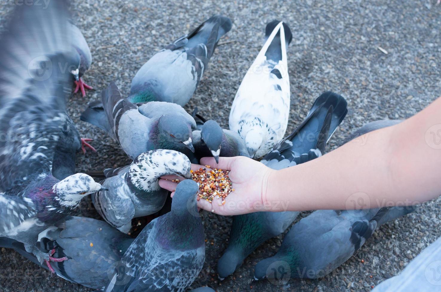 paloma comiendo de la mano de una mujer en el parque, alimentando palomas en el parque durante el día foto