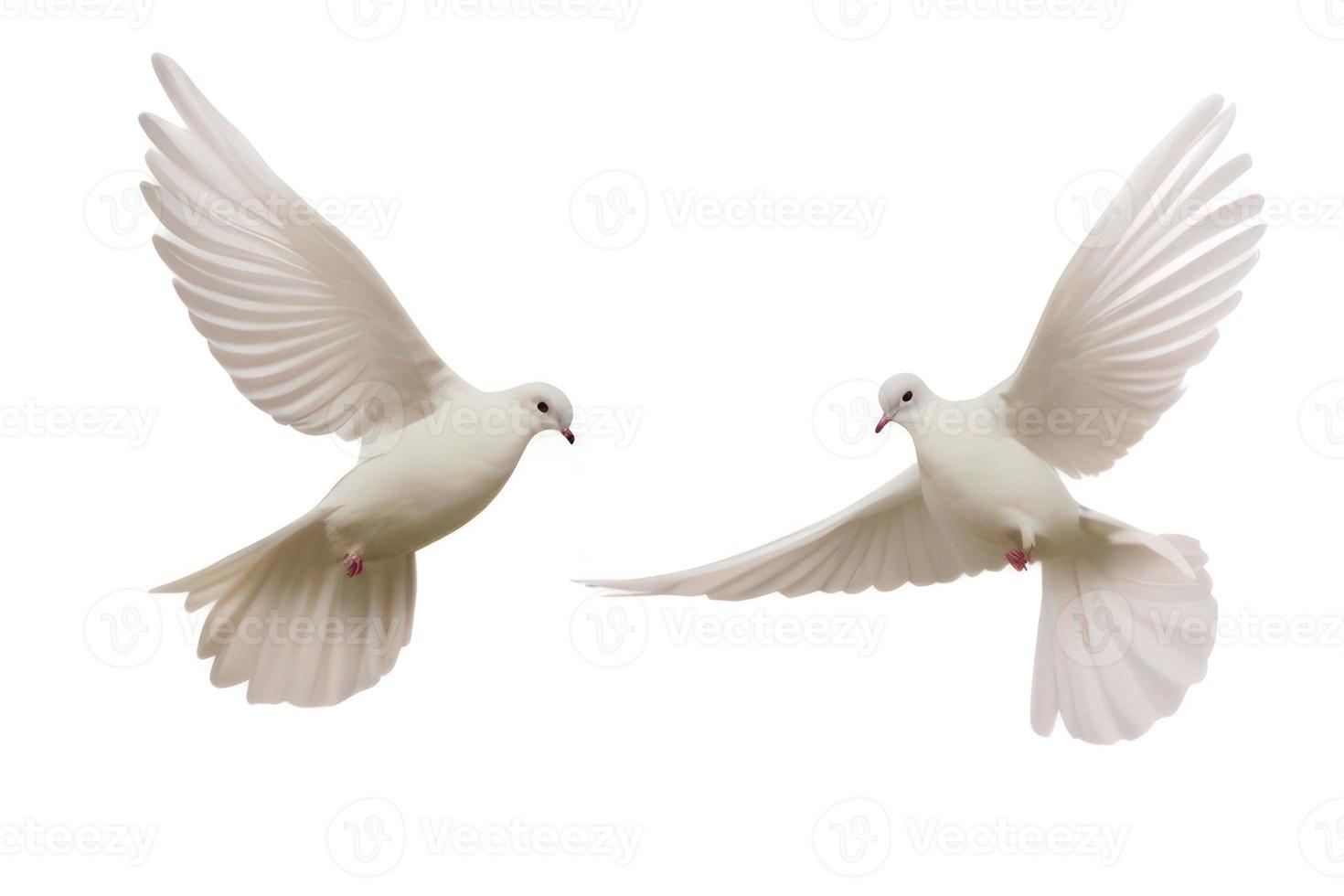 white dove flying photo