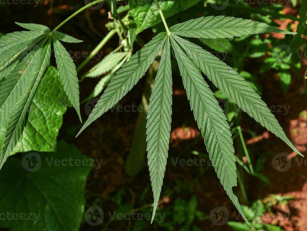 verde canabis cáñamo planta hojas cerca arriba foto