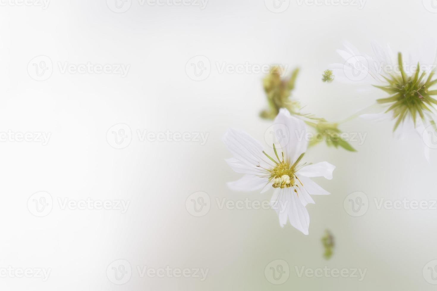 cerca arriba de blanco flor en blanco antecedentes foto