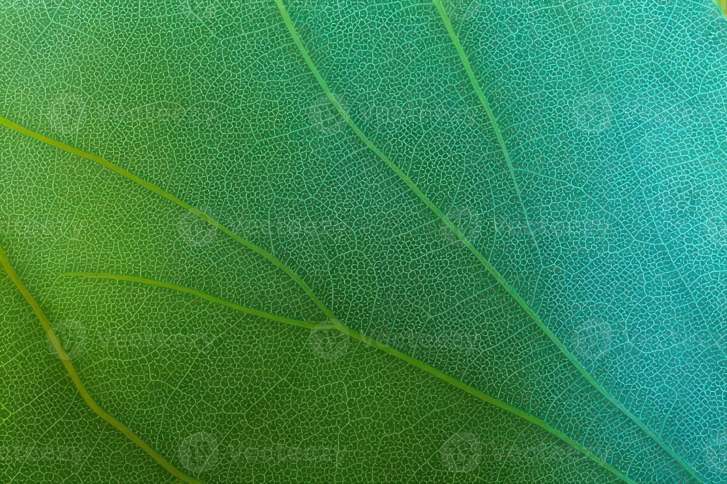 green leaf texture macro photo