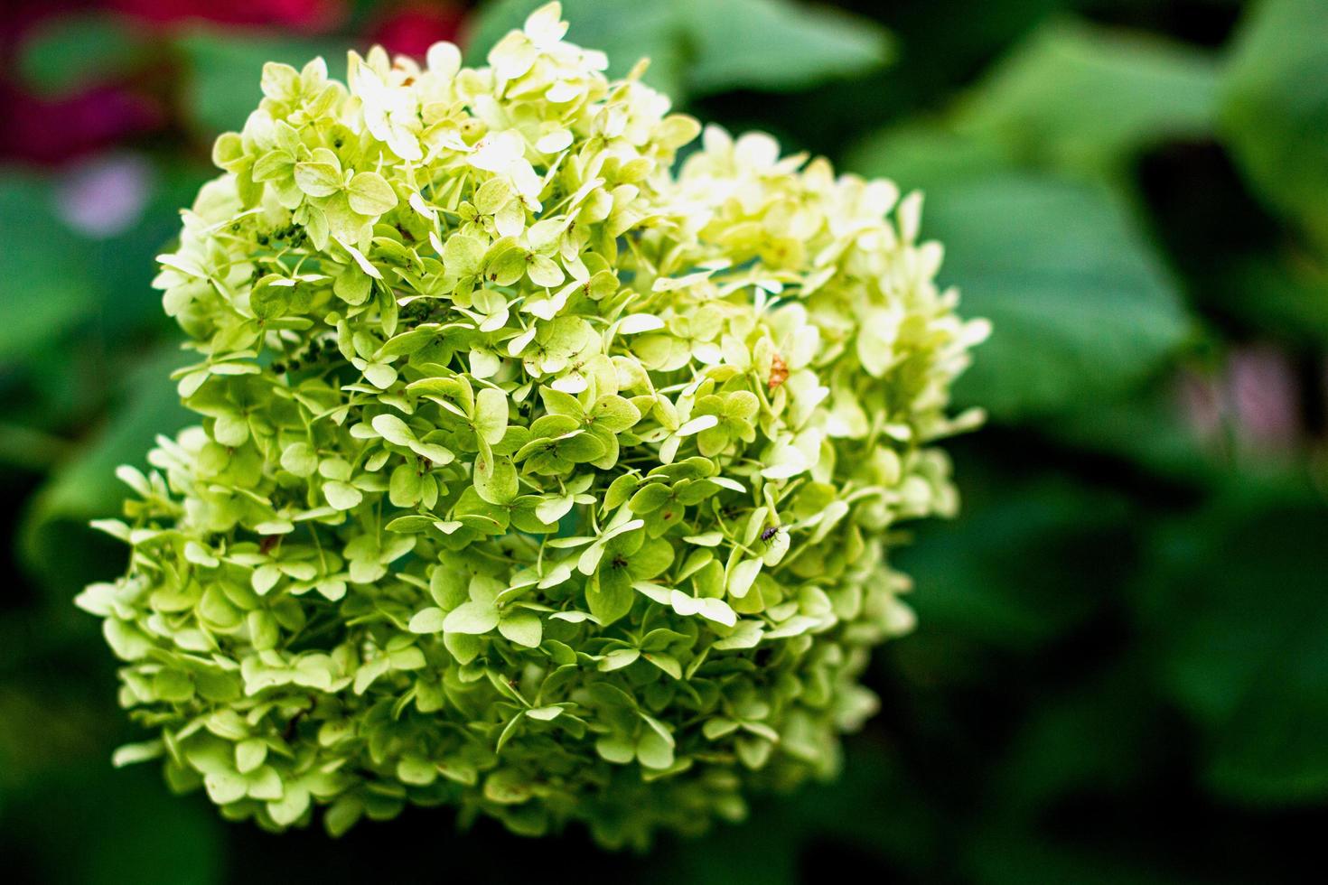Blooming green hydrangea on a background greenery photo