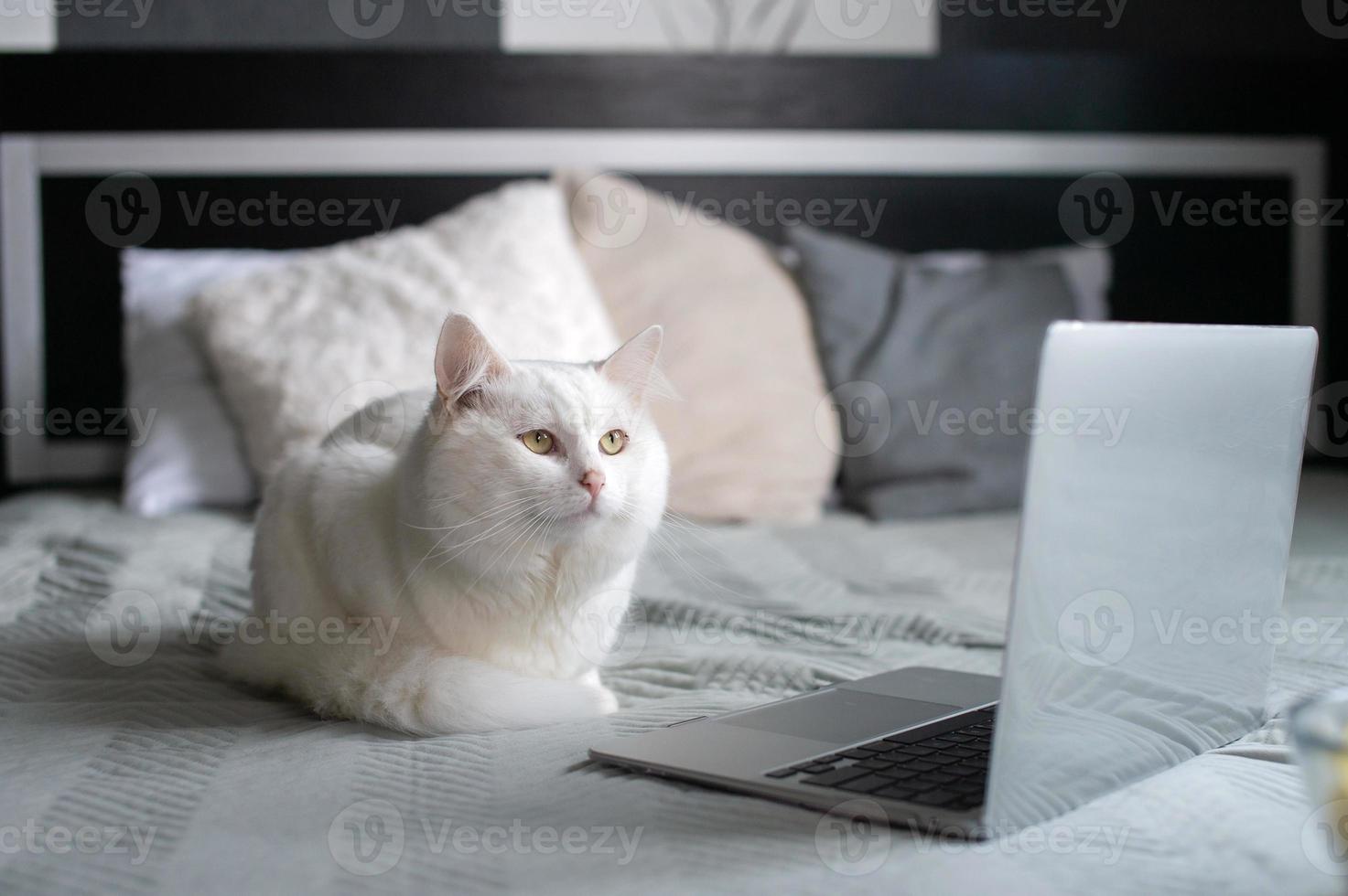 The laptop is on the bed next to a white fluffy cat photo