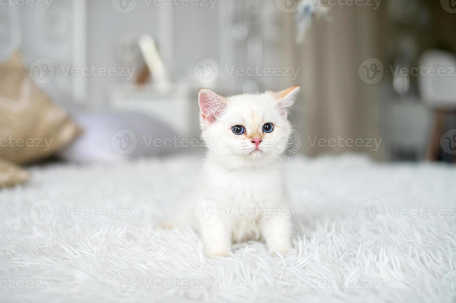 A small white British kitten is sitting on a white blanket in the room. photo