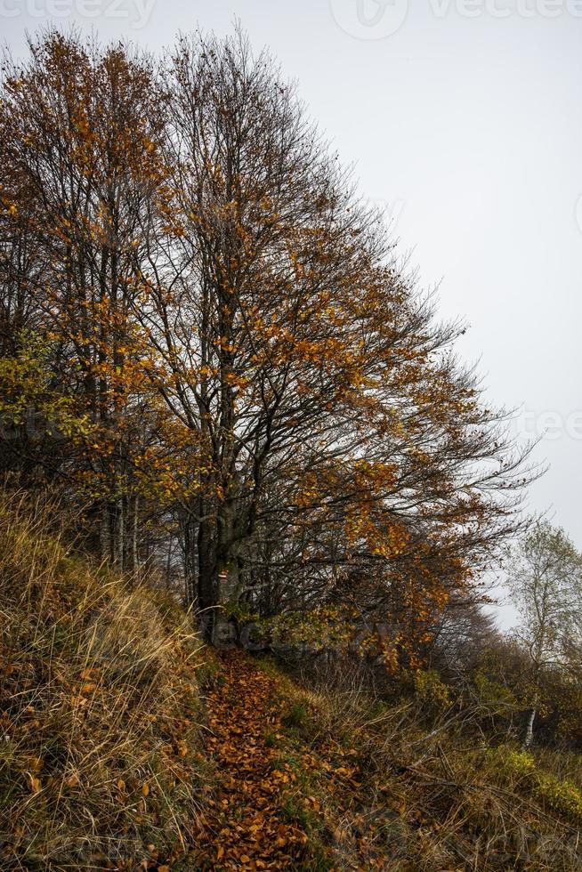 2022 10 23 duro otoño árbol foto