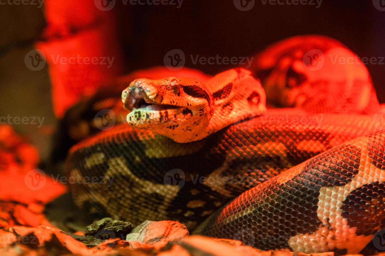 Snake python close-up under red light photo