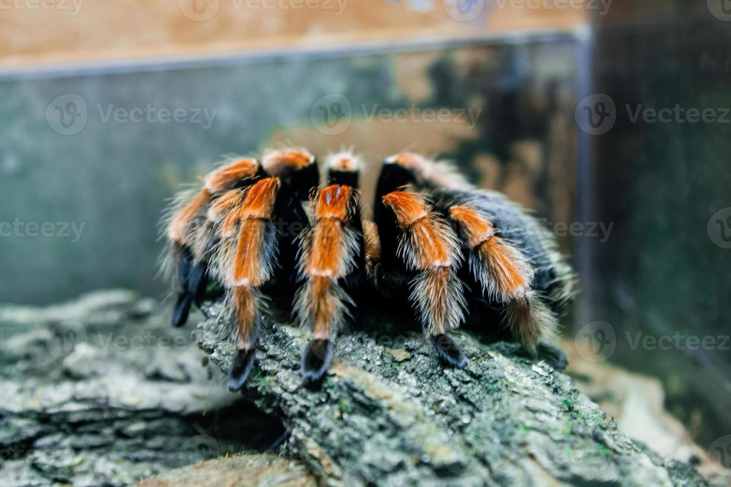 Spider tarantula close up photo