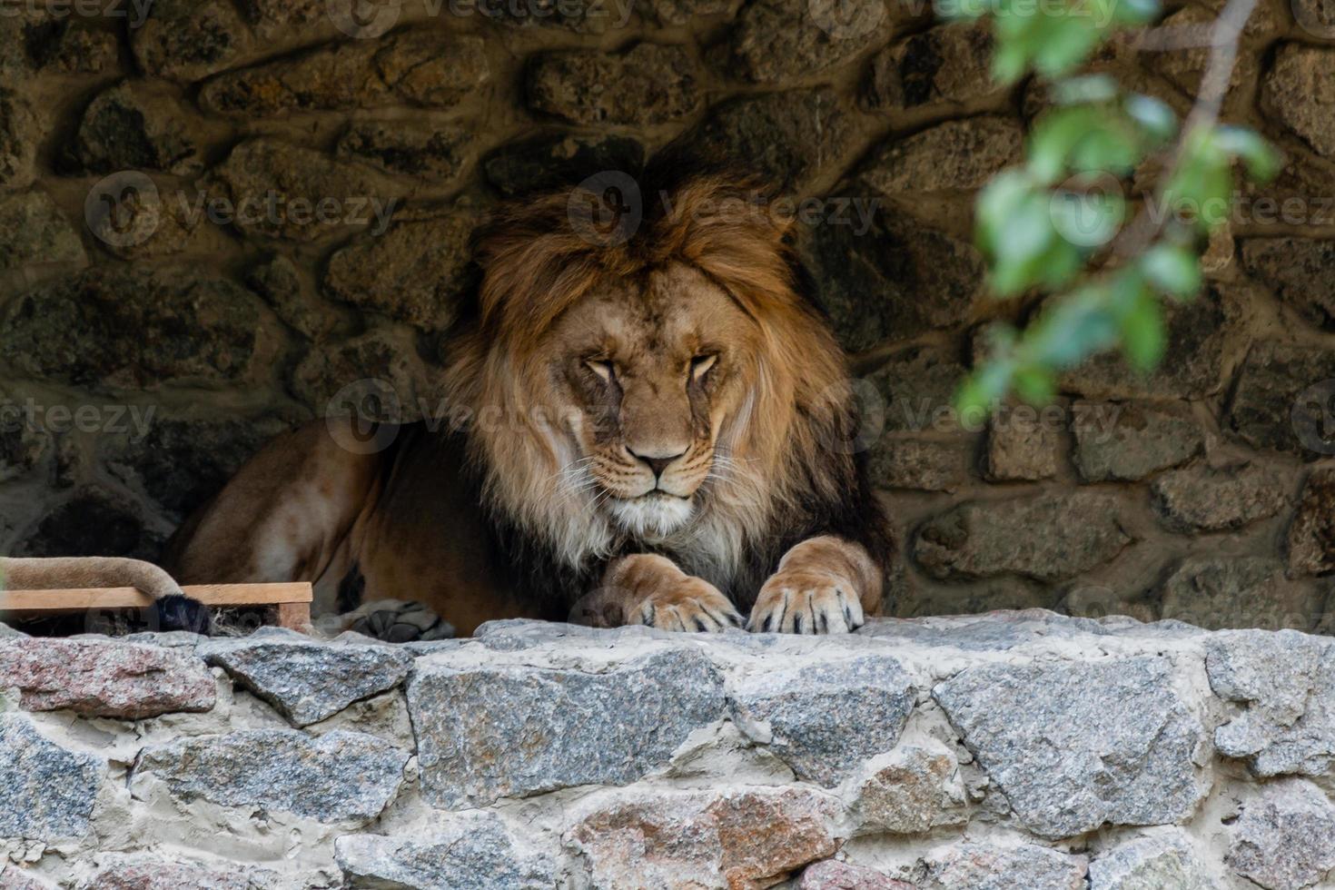 león descansando desde el calor foto