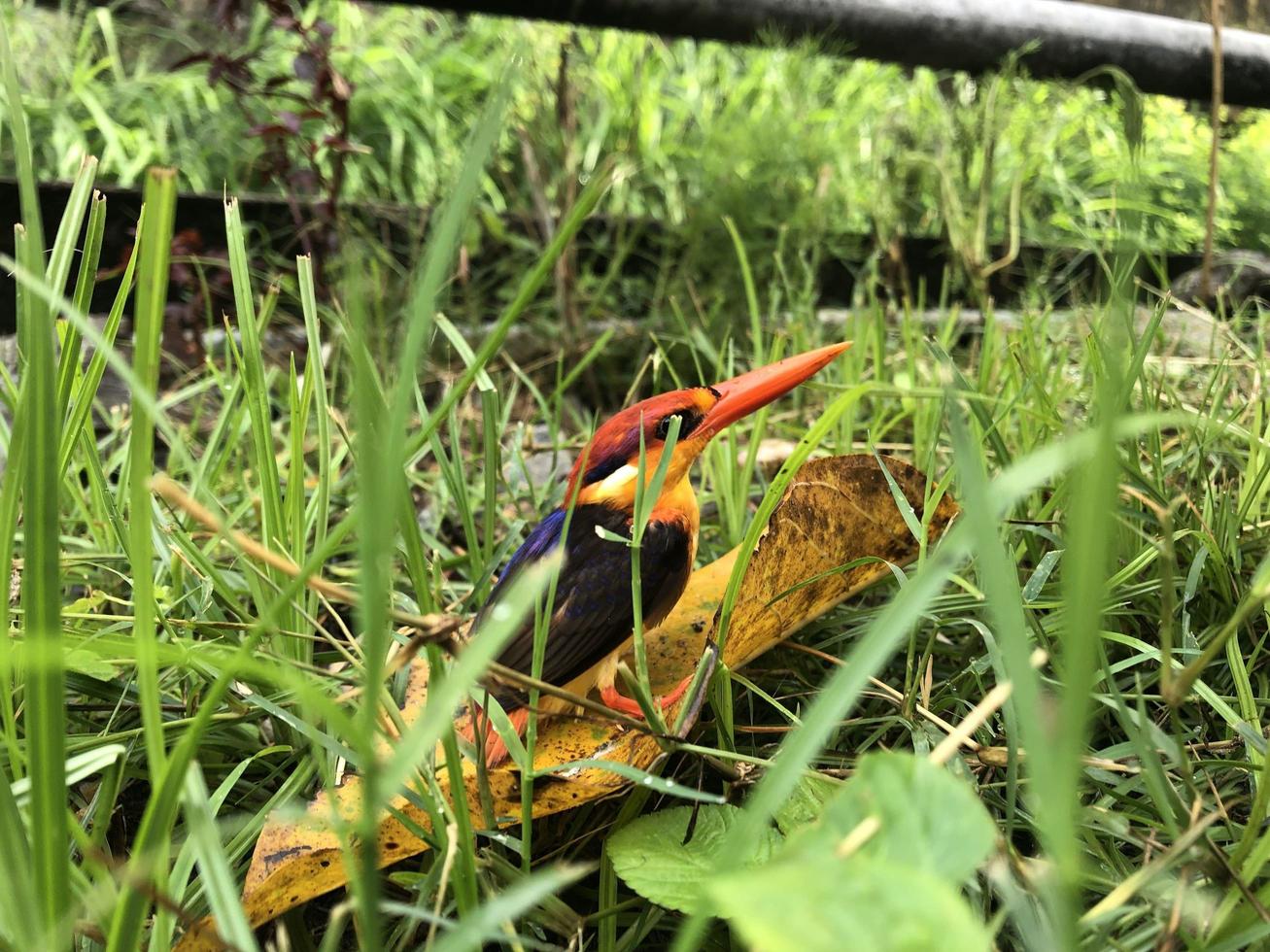 Colorful Bird Rest in Bushes photo