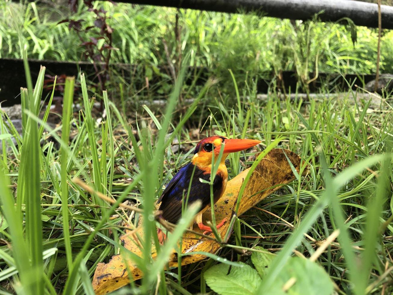 Colorful Bird Rest in Bushes photo