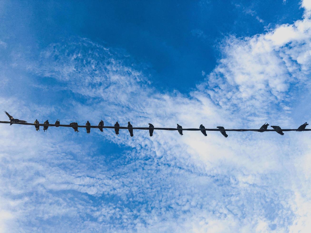 Group of Birds Rest on Cable photo