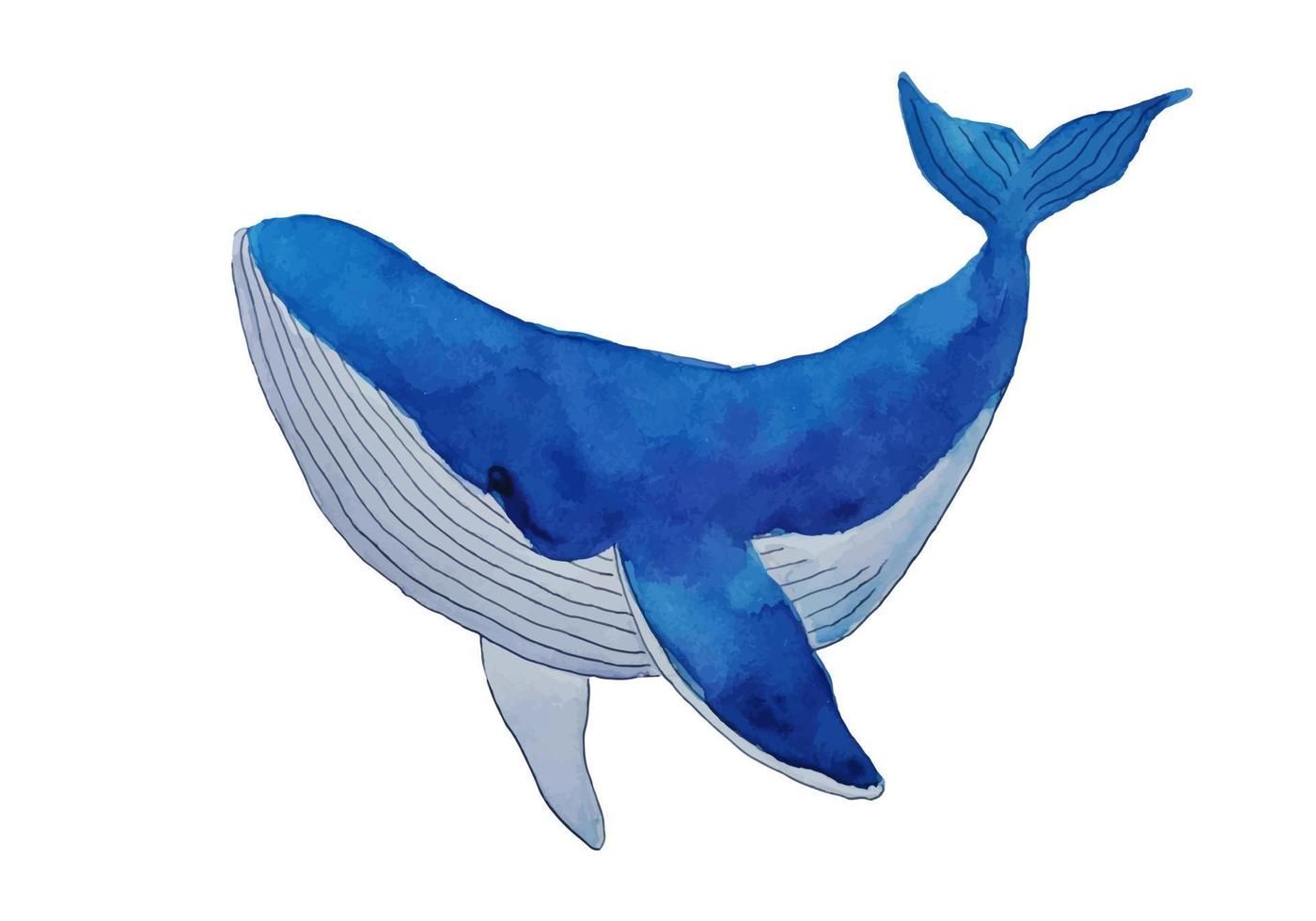 Blue whale watercolor art isolated on white background vector