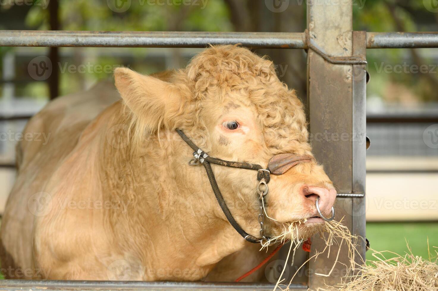 Dairy cows in a farm. Cows eating hay in the stable in cowshed. Farm concept. photo