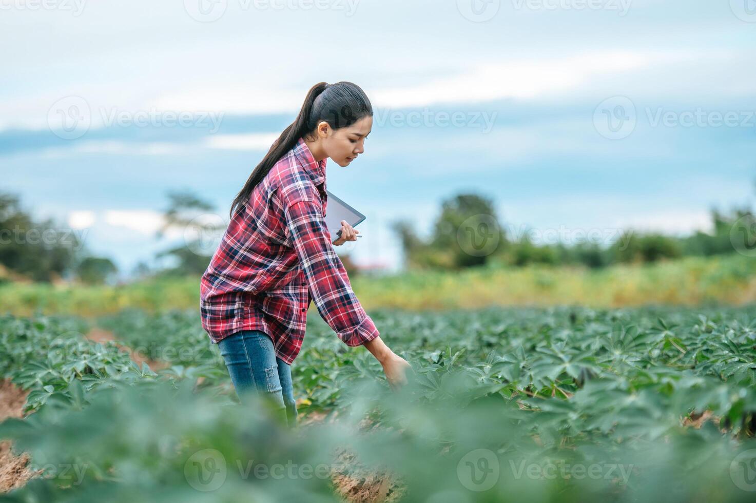una joven agricultora asiática con una tableta en las manos examina el campo verde. tecnologías modernas en gestión agrícola y concepto de agronegocios. foto