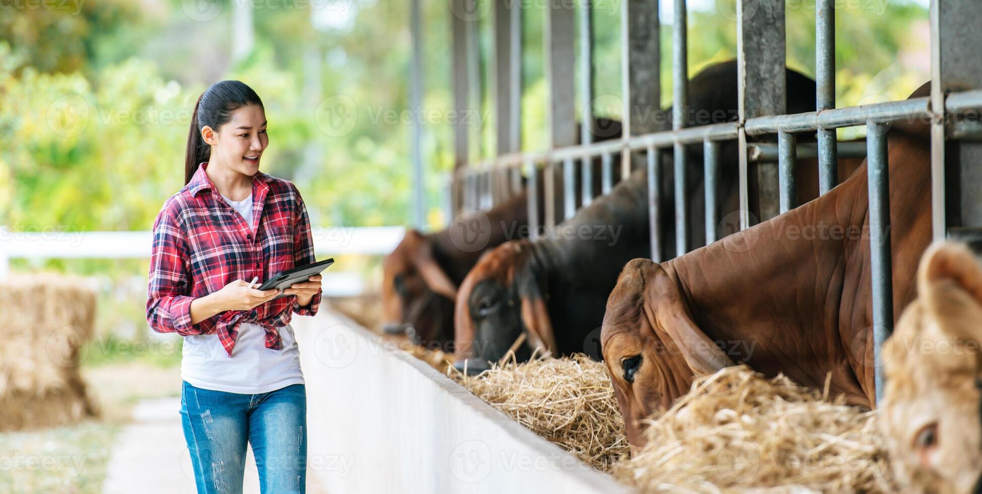 Asian young farmer woman with tablet pc computer and cows in cowshed on dairy farm. Agriculture industry, farming, people, technology and animal husbandry concept. photo