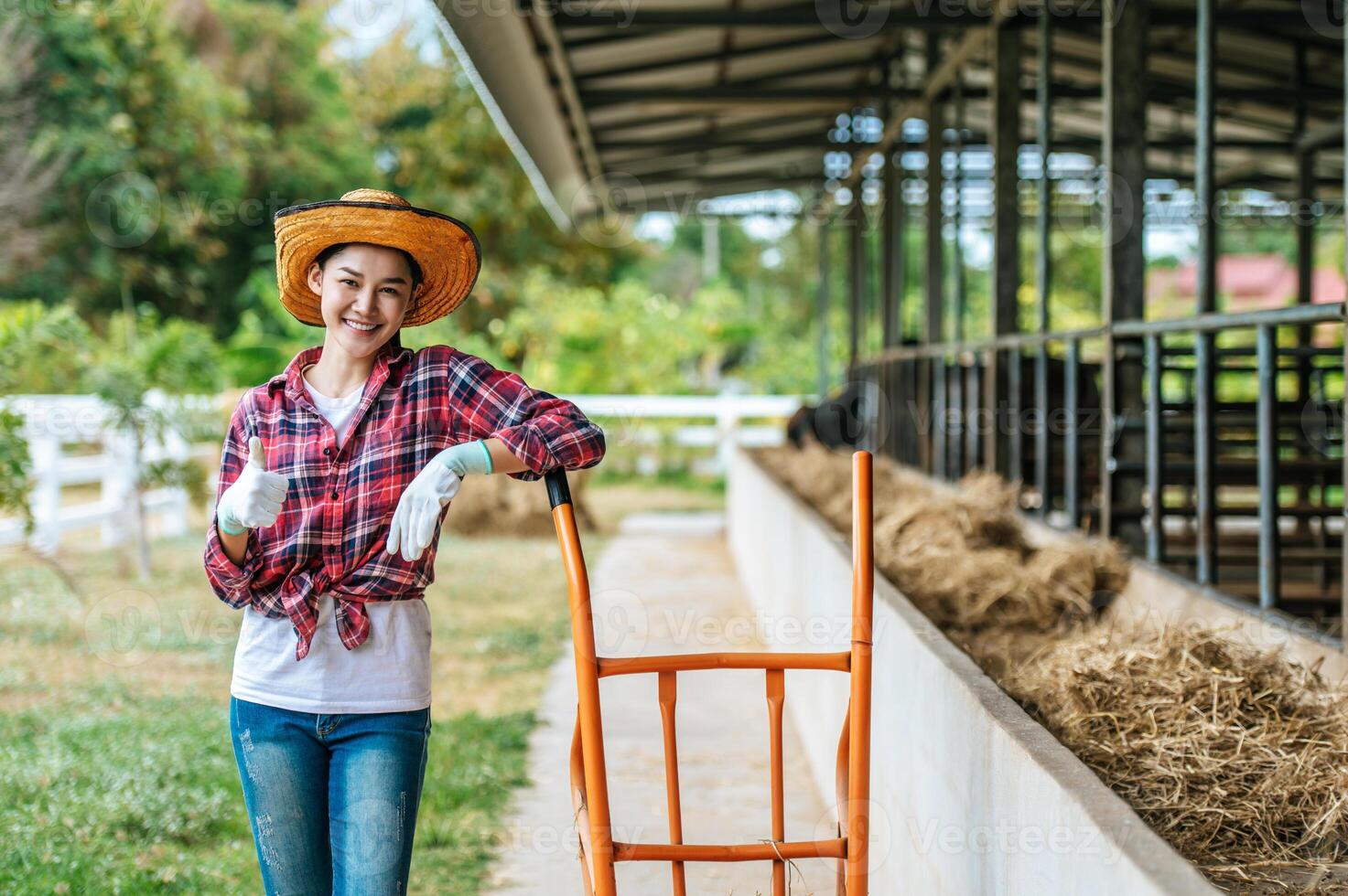 Portrait of Happy Asian farmer woman feeding cows in cowshed on dairy farm. Agriculture industry, farming, people, technology and animal husbandry concept. photo