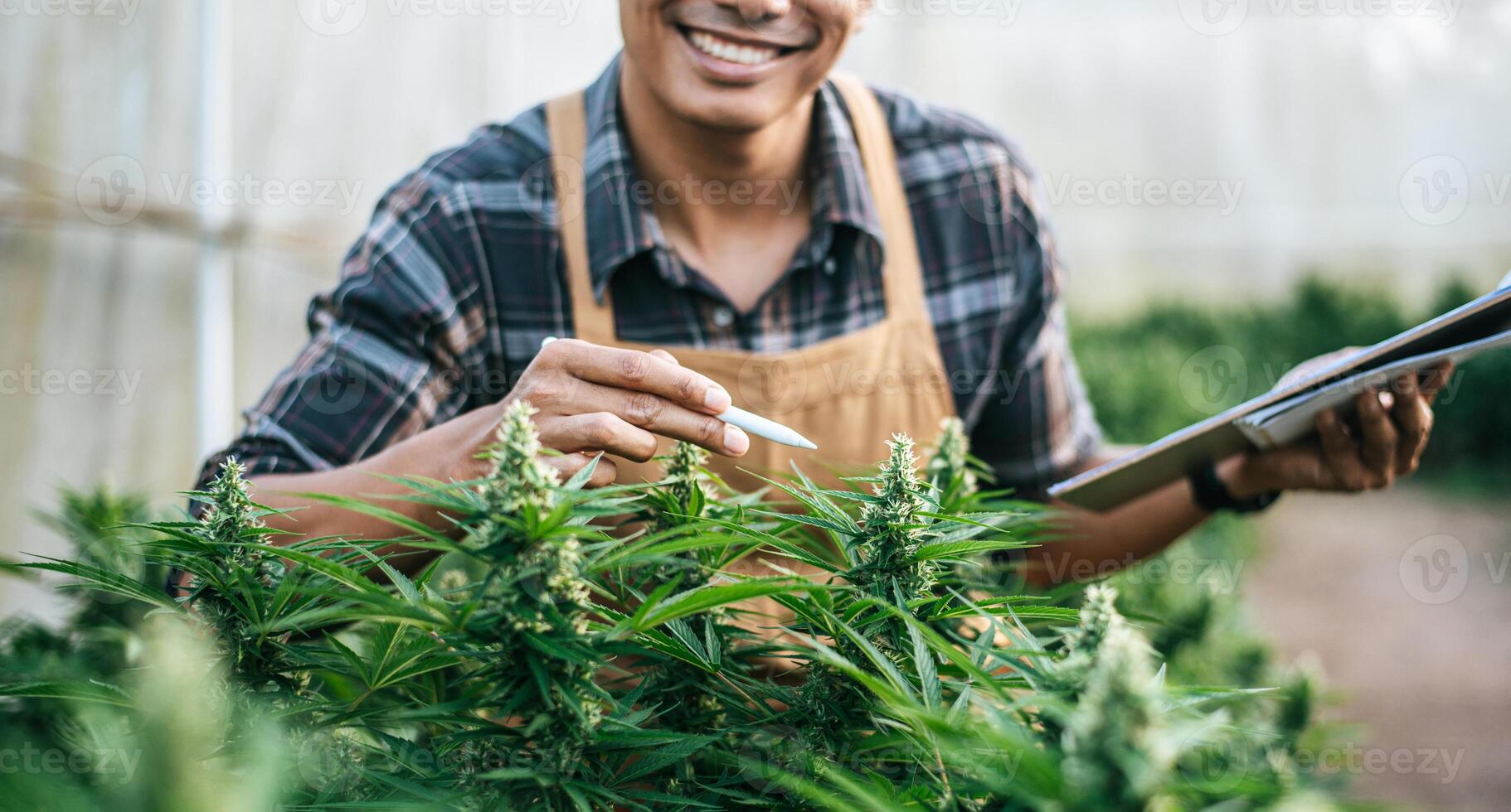 Portrait of Asian man marijuana researcher checking marijuana cannabis plantation in cannabis farm, Business agricultural cannabis. Cannabis business and alternative medicine concept. photo